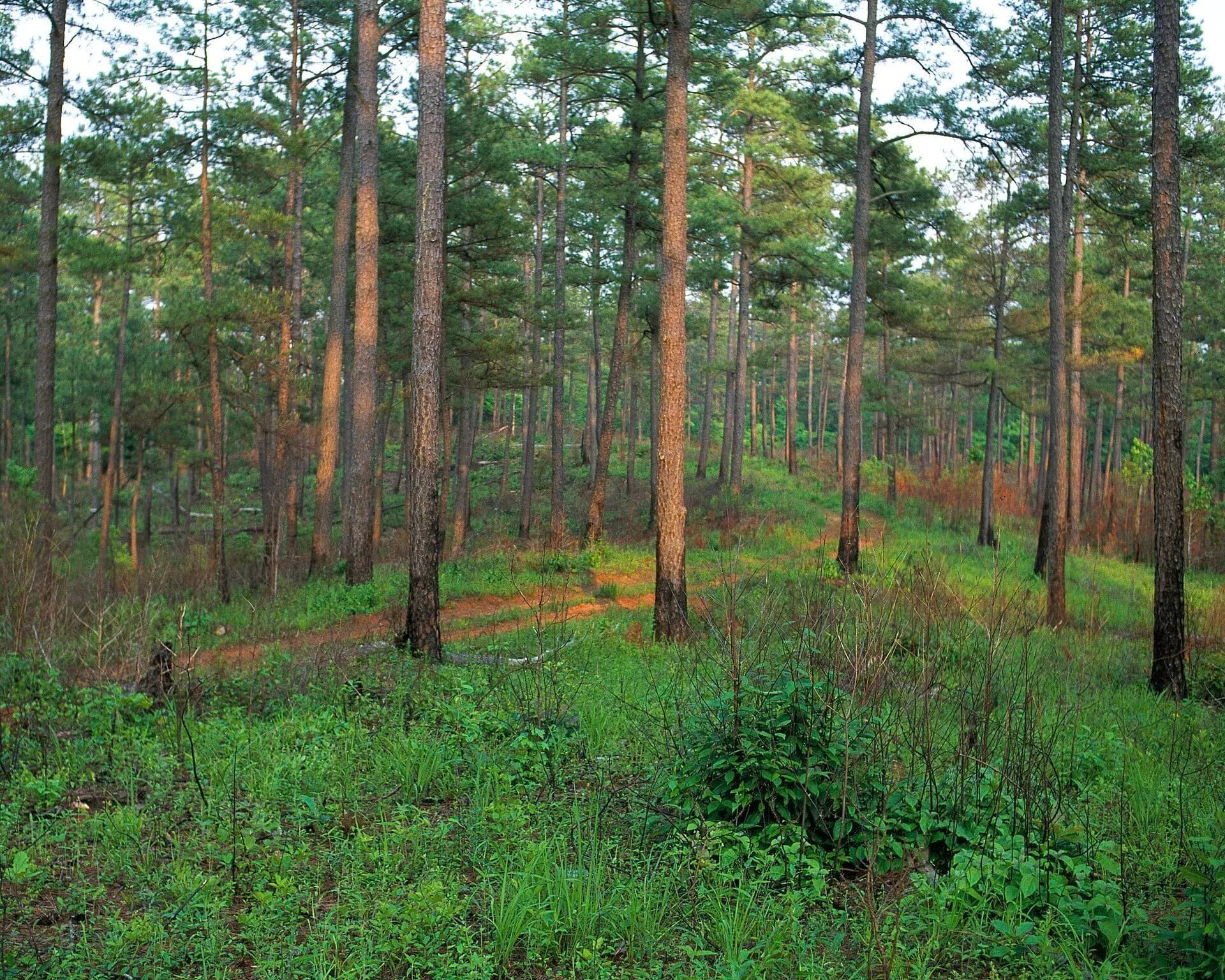 Open shortleaf pine woods with a green understory and a reddish forest floor.